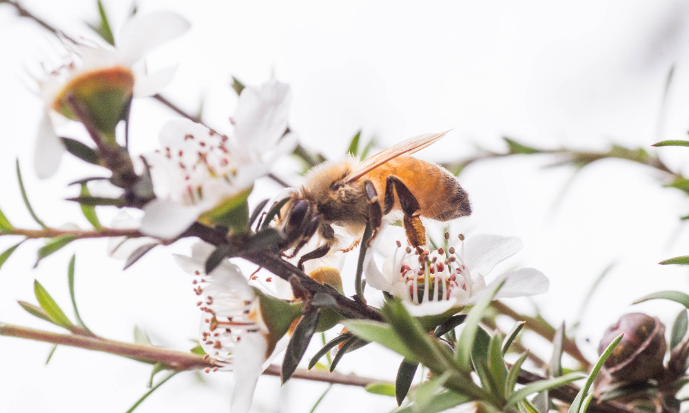 manuka tree honey bee end of the world honey comapny